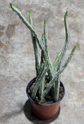 4" Senecio Stapeliformis Pickle Plant